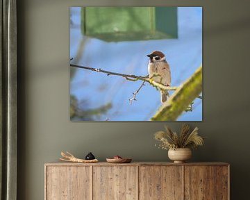 Field sparrow under his nest box by ManfredFotos