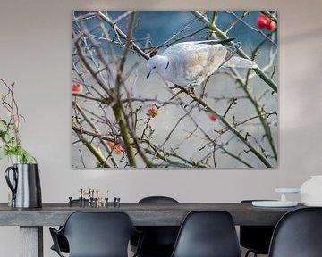 Dove in ornamental apple tree by ManfredFotos