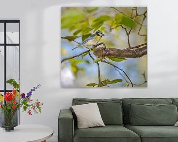 Mésange bleue sur ManfredFotos