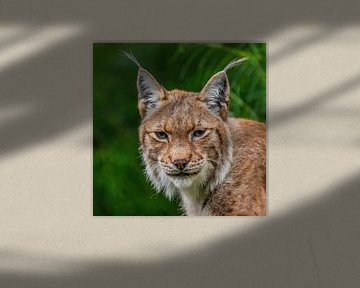 De Lynx - Lynx lynx