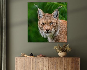 The Lynx - Lynx lynx
