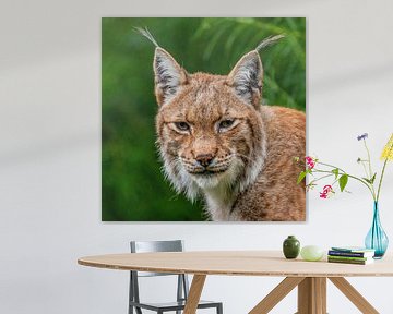 Der Luchs - Lynx lynx