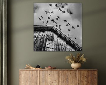A flight of pigeons van John Goossens Photography