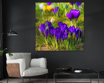 Prairie printanière avec crocus mauves sur ManfredFotos