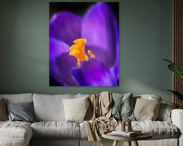 Macro d'une fleur de crocus sur ManfredFotos