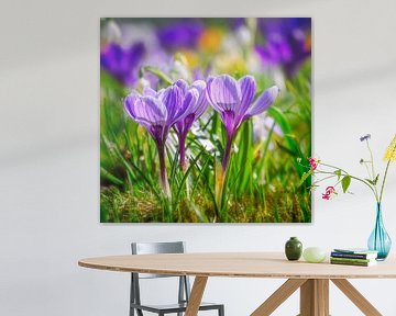 Prairie printanière avec crocus mauves sur ManfredFotos