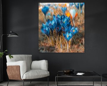 Blauwe krokusbloemen van ManfredFotos