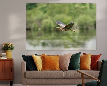 Purple heron flies low over the water. by Johan Kalthof