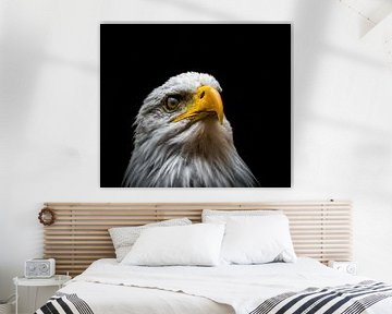 Ein Weisskopfseeadler als Nahaufnahme kreativ bearbeitet von Wolfgang Unger