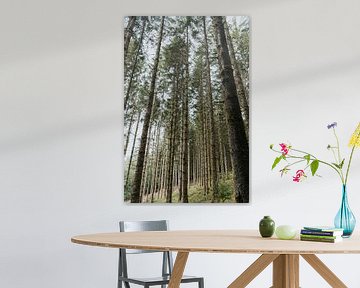 Ardennen | hoge bomen in de groene bossen van de Ardennen van Iris van Tricht