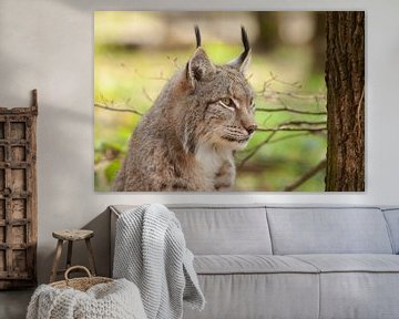 Lynx,Luchse van Corrie Post