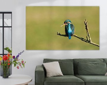 Eisvogel