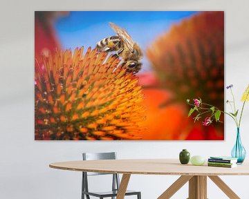 Honingbij op een coneflower bloesem van ManfredFotos