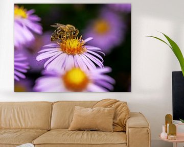 Biene auf der Blüte einer Aster Blume von ManfredFotos