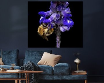Veldhommel op een blauwe bloem van ManfredFotos