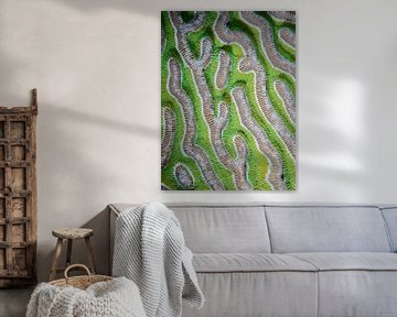 Details van koraal, prachtig groen en abstract! van René Weterings