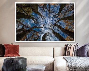 Beech Brothers Vertical