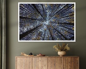 Spruce mosaic