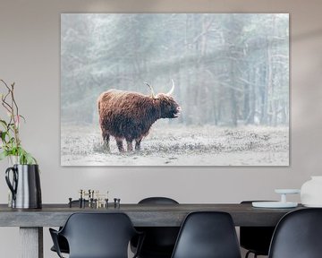 Portrait of a Scottish Highland cattle in the snow by Sjoerd van der Wal Photography