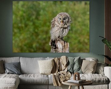 Ural Owl by Jan van Vreede