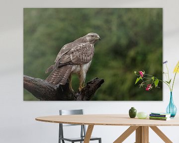 Buizerd van Jan van Vreede