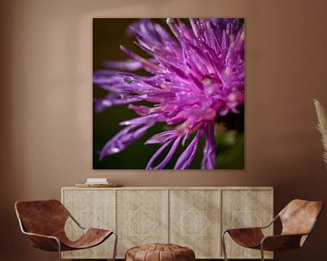 Macro foto van dauwdruppel aan paarse bloem
