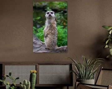 Meerkat sitting model by Patrick Verhoef