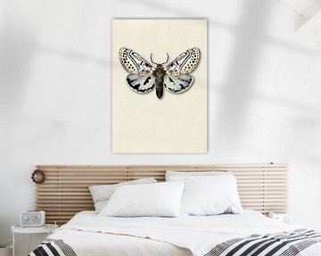 lichte mot met schaduw insecten illustratie van Angela Peters