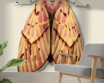 geel/ roze mot met schaduw insecten illustratie van Angela Peters