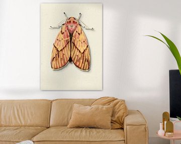 yellow/pink moth with shadow insect illustration by Angela Peters