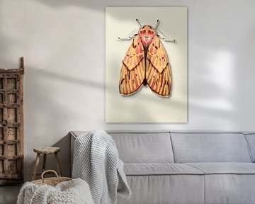 geel/ roze mot met schaduw insecten illustratie van Angela Peters