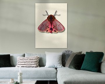 roze mot met schaduw insecten illustratie van Angela Peters