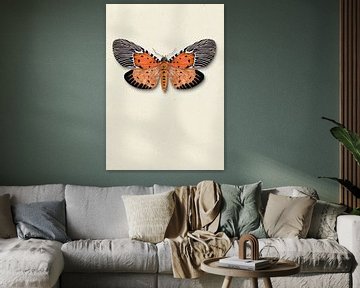 Orange moth with shadow insect illustration by Angela Peters