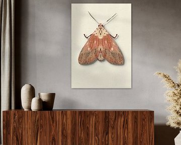 old pink moth with shadow insect illustration by Angela Peters
