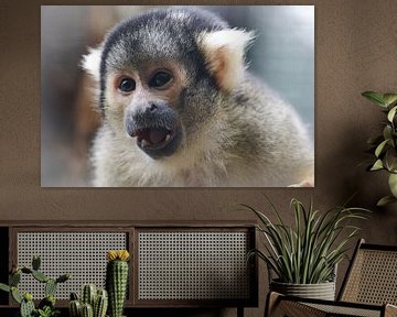 Bolivianisches Totenkopfäffchen im Artis Zoo von Nina van Vlaanderen