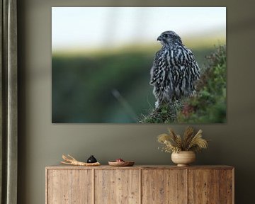 young Gerfalcon (Falco rusticolus) Iceland by Frank Fichtmüller