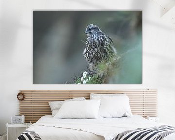 young Gerfalcon (Falco rusticolus) Iceland by Frank Fichtmüller