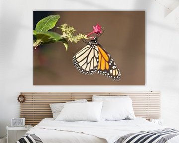 Close up van vlinder op bloem van Henk van den Brink