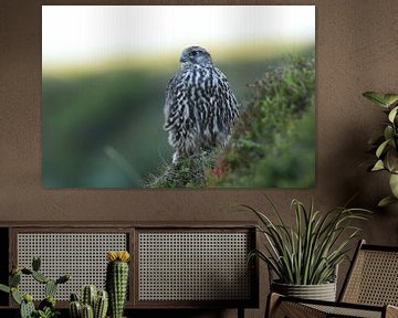 young Gerfalcon (Falco rusticolus) Iceland by Frank Fichtmüller