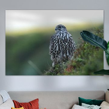 jeune faucon gerfaut (Falco rusticolus) Iceland