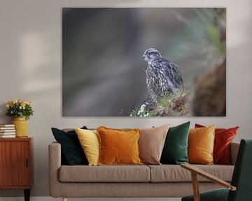 young Gerfalcon (Falco rusticolus) Iceland by Frank Fichtmüller