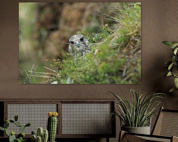 young Gerfalcon (Falco rusticolus) Iceland by Frank Fichtmüller