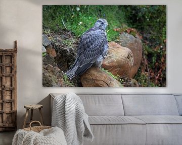 young Gerfalcon (Falco rusticolus) Iceland by Frank Fichtmüller