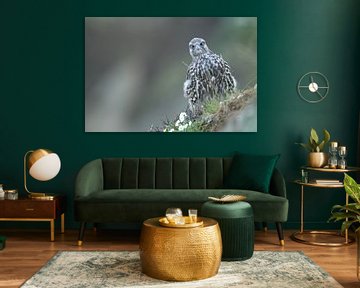 young Gerfalcon (Falco rusticolus) Iceland by Frank Fichtmüller