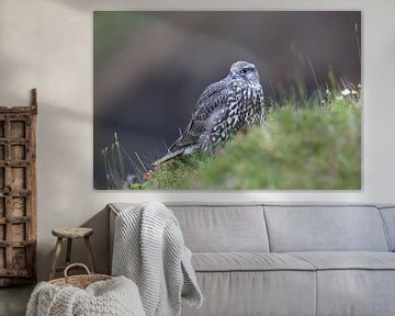 young Gerfalcon (Falco rusticolus) Iceland by Frank Fichtmüller