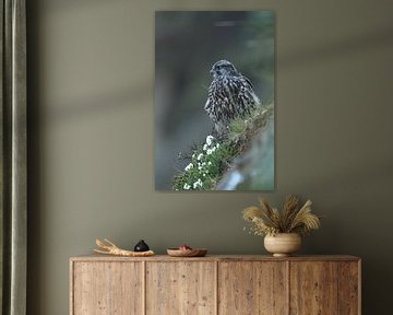 young Gerfalcon (Falco rusticolus) Iceland by Frank Fichtmüller