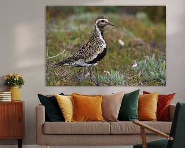 European golden plover (Pluvialis apricaria) in the natural habitat,  Iceland