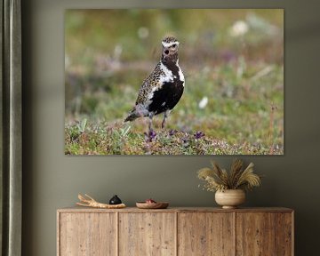 Europese goudplevier (Pluvialis apricaria) in de natuurlijke habitat, IJsland van Frank Fichtmüller