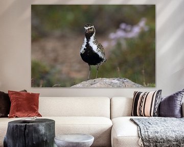 Europese goudplevier (Pluvialis apricaria) in de natuurlijke habitat, IJsland van Frank Fichtmüller