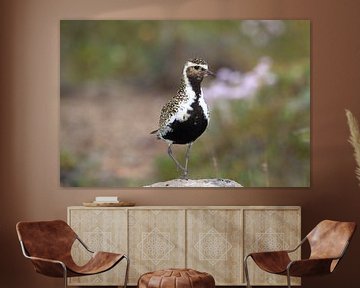 European golden plover (Pluvialis apricaria) in the natural habitat,  Iceland